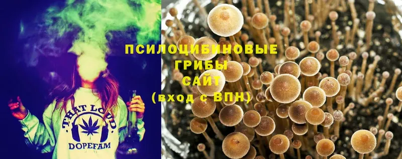 Галлюциногенные грибы Psilocybe  Бугульма 